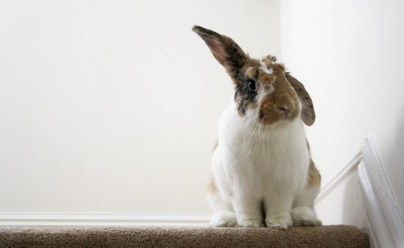 les 5 sens du lapin