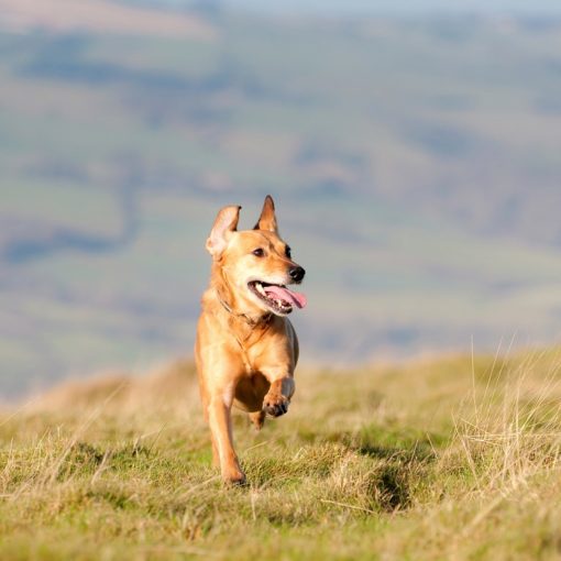Sorties à la campagne : quels risques pour le chien