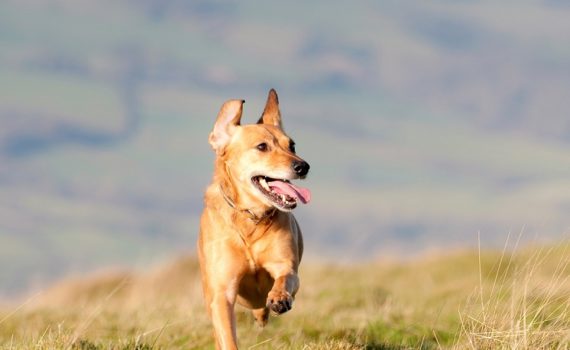 Sorties à la campagne : quels risques pour le chien