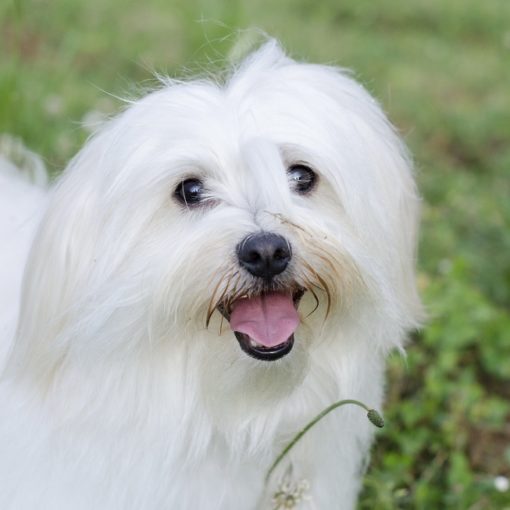 Le Bichon Maltais