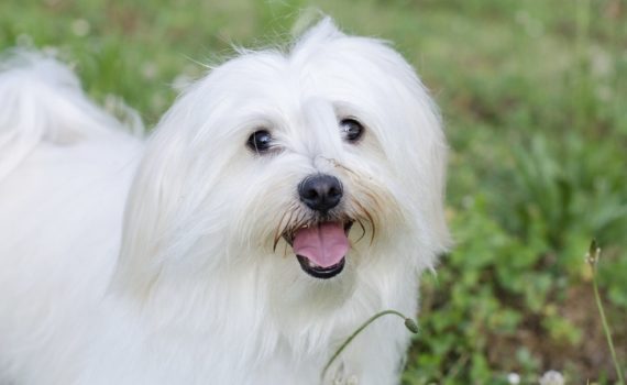 Le Bichon Maltais