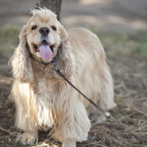 Le Cocker Spaniel Américain