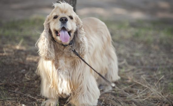 Le Cocker Spaniel Américain