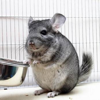 Le chinchilla : habitat