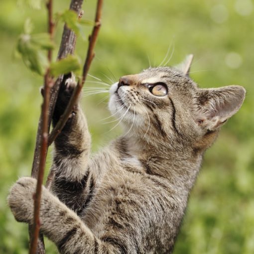 Phytothérapie, huiles essentielles, fleurs de Bach pour animaux