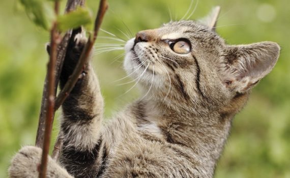 Phytothérapie, huiles essentielles, fleurs de Bach pour animaux