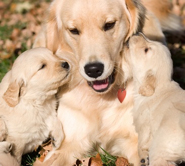 Le métier d’éleveur de chiens ou de chats