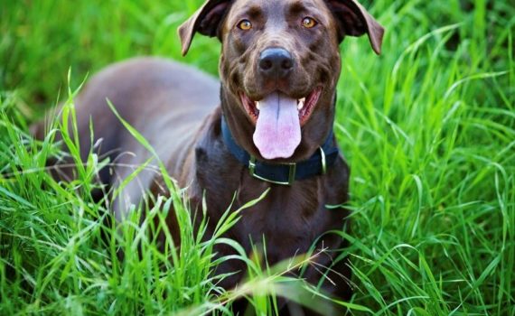 homéopathie chez le chien