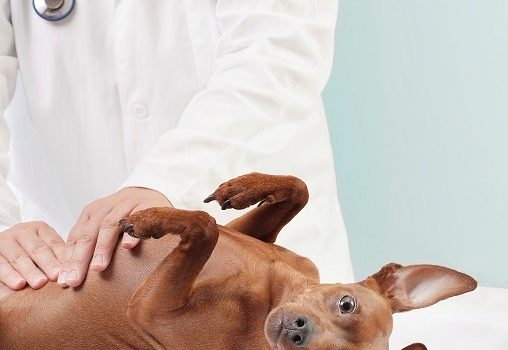 Ostéopathie pour l'animal