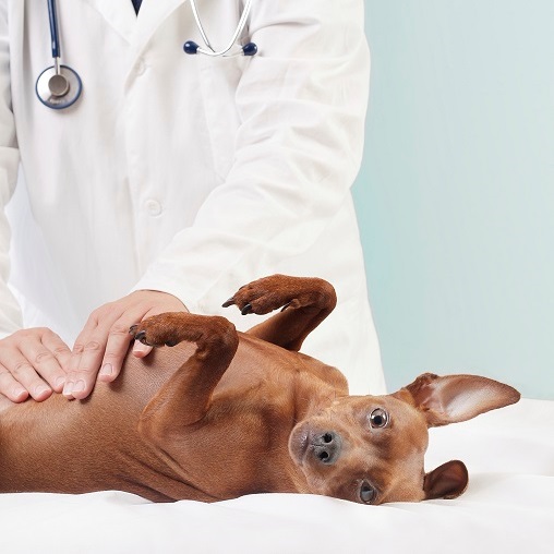 Ostéopathie pour l'animal