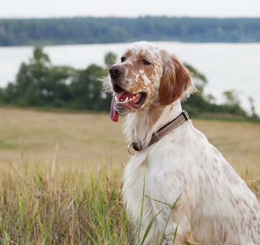 Le Setter Anglais