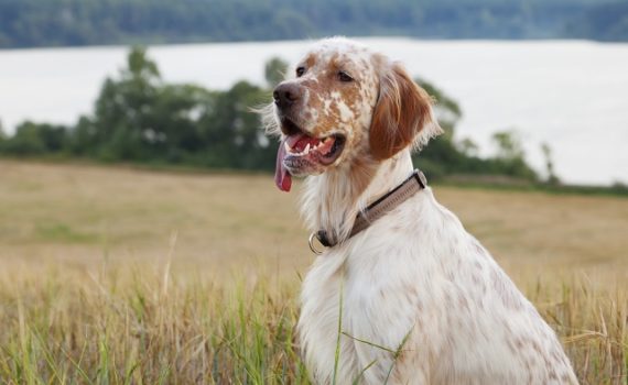 Le Setter Anglais