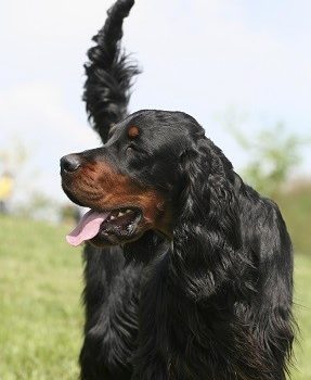 Le Setter Gordon