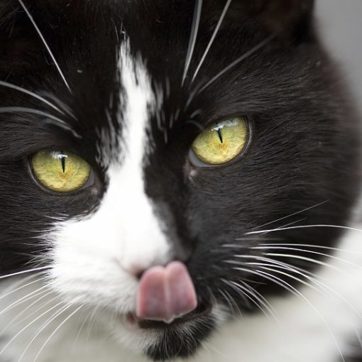 L'ail chez le chien et le chat : toxique ou utile ?