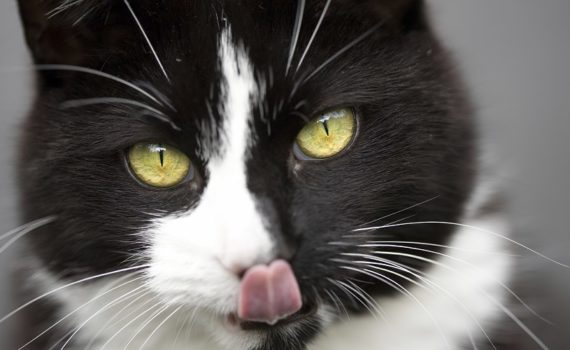 L'ail chez le chien et le chat : toxique ou utile ?