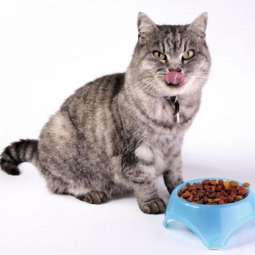Mon chat réclame toujours à manger