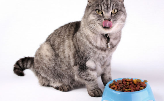 Mon chat réclame toujours à manger