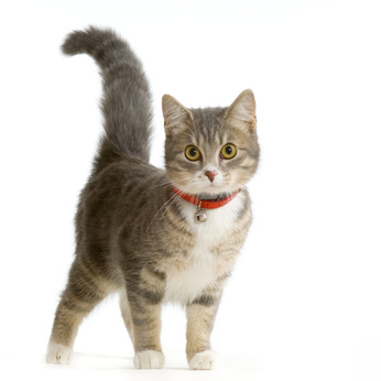 Pourquoi ne pas donner la pilule à votre chatte?