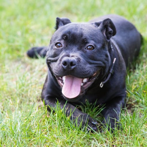 Le Staffordshire Bull Terrier