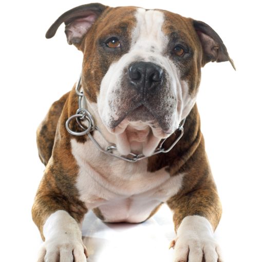 L'American Staffordshire Terrier