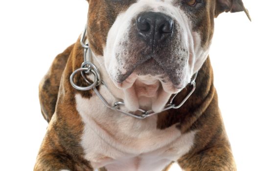 L'American Staffordshire Terrier