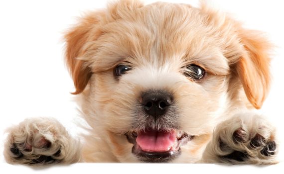 Arrivée du chiot à la maison