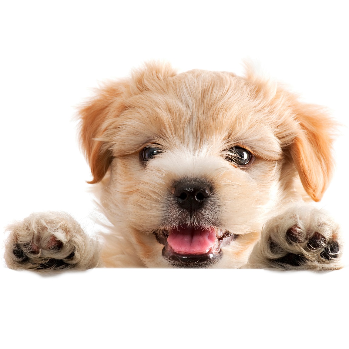 Arrivée du chiot à la maison