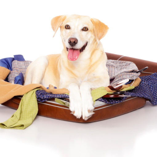 Que fait mon chien en mon absence ?
