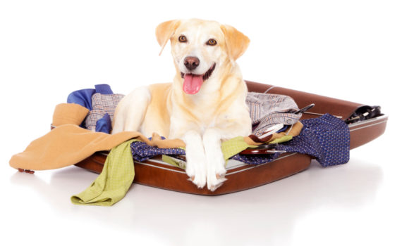 Que fait mon chien en mon absence ?