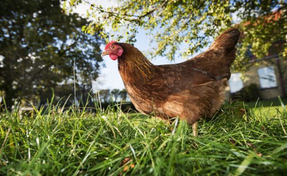 Maladies de la poule de compagnie