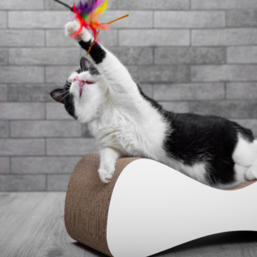jouet pour mon chat
