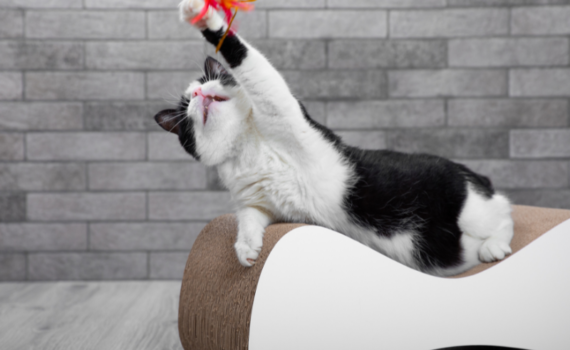 jouet pour mon chat