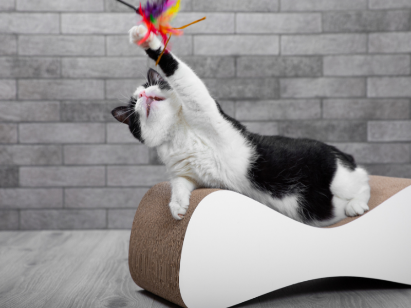 jouet pour mon chat