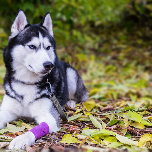 Les boiteries chez le chien