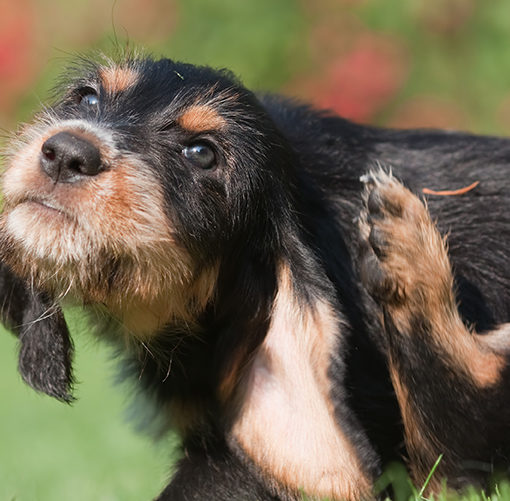 La dermatite atopique chez le chien