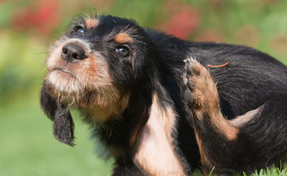La dermatite atopique chez le chien