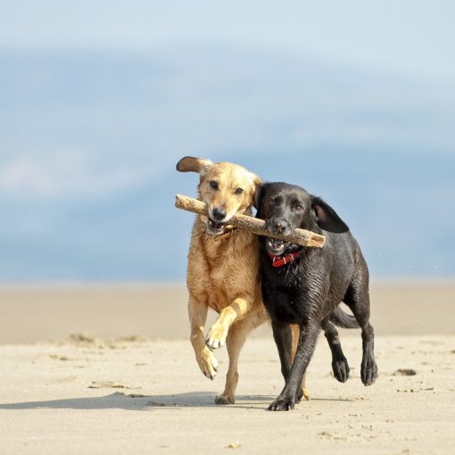 Attention aux jeux dangereux pour le chien