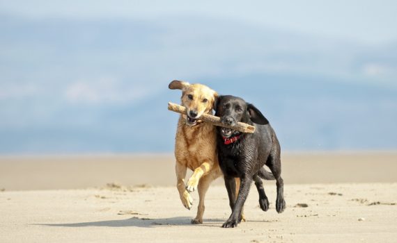 Attention aux jeux dangereux pour le chien