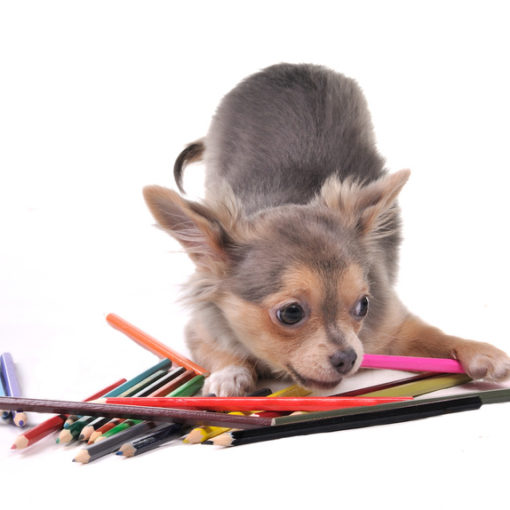 mon chien a mangé un objet non comestible : est-ce grave ?
