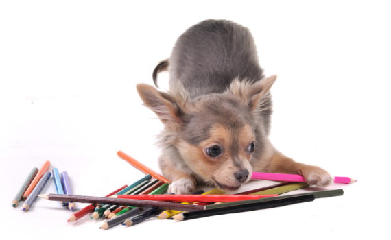 mon chien a mangé un objet non comestible : est-ce grave ?