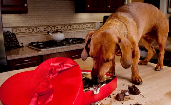 intoxications des animaux à la maison