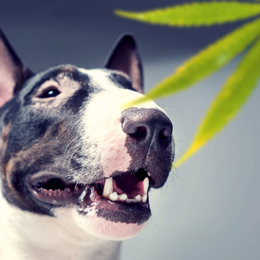 Intoxication au cannabis chez l’animal