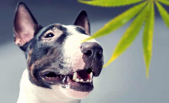 Intoxication au cannabis chez l’animal