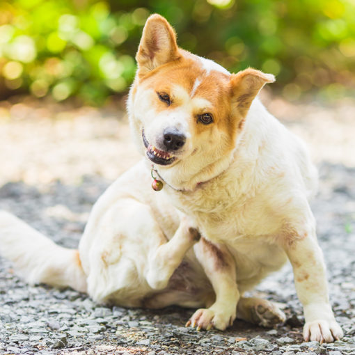 Mon chien a des pellicules