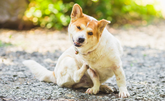 Mon chien a des pellicules