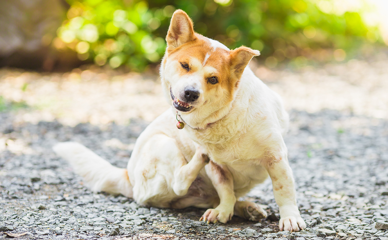 Mon chien a des pellicules