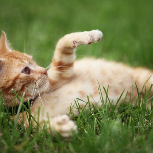 Les boiteries chez le chat