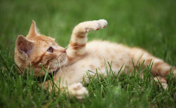 Les boiteries chez le chat
