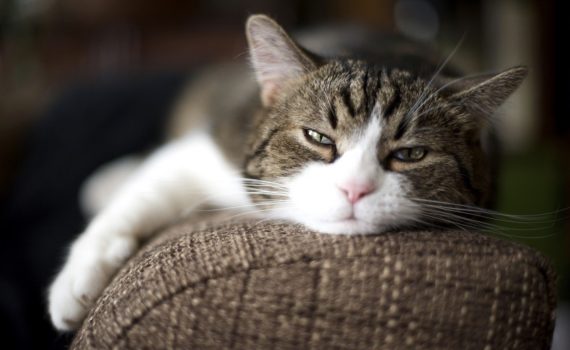 Comment savoir si mon chat est malade ?