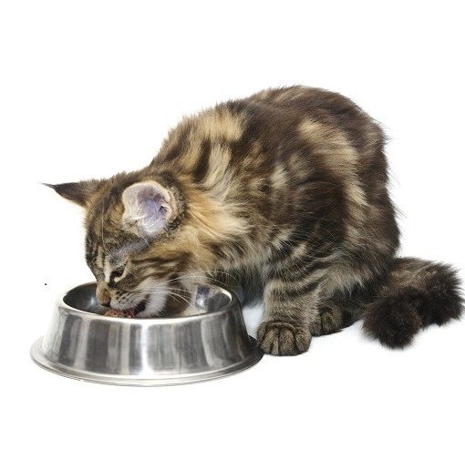 La bi-nutrition : pourquoi et comment donner de la pâtée à mon chat ?
